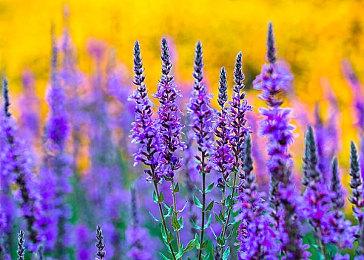 《荒野大镖客OL》内容更新 全新生存模式上线