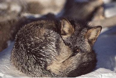 Xbox老大愿意向索尼承诺：COD将长期留在PS平台上